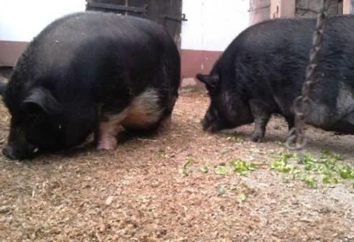 Ferienhof Kredel Mossautal