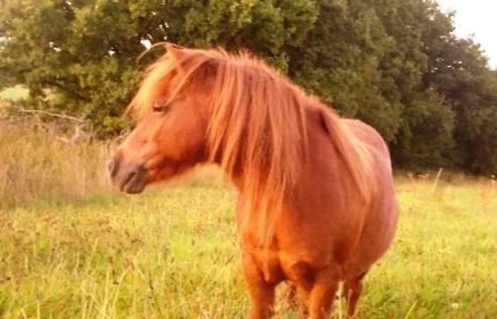 Ferienhof Kredel Szálloda